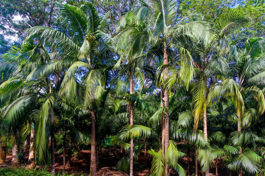 Vibrant image of tropical palm trees in a serene outdoor setting.